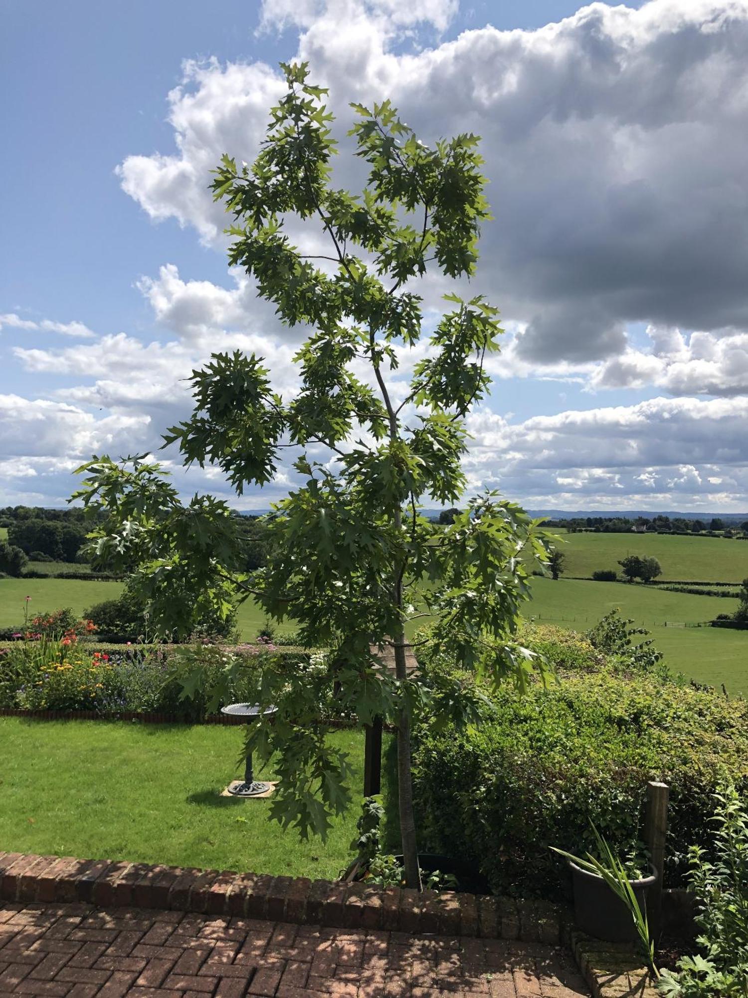 Betula Views Studio Newent Buitenkant foto